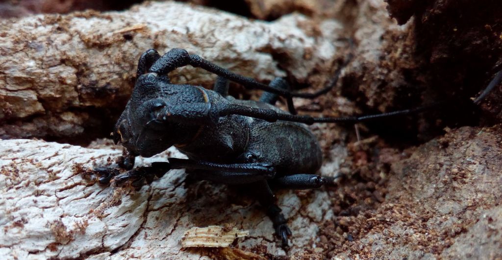 Cetoniidae: Osmoderma eremita?....Osmoderma sp. (eremita o italica).